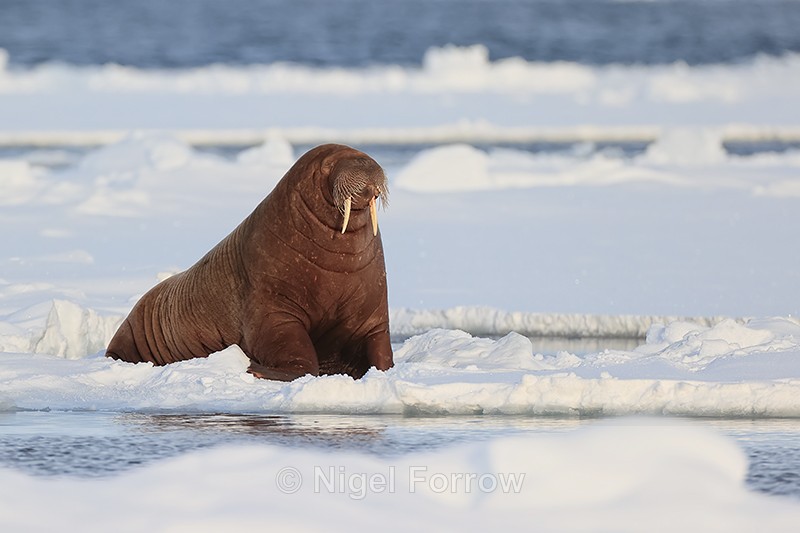 Walrus resting on ice floe, Spitsbergen, Svalbard - Walrus
