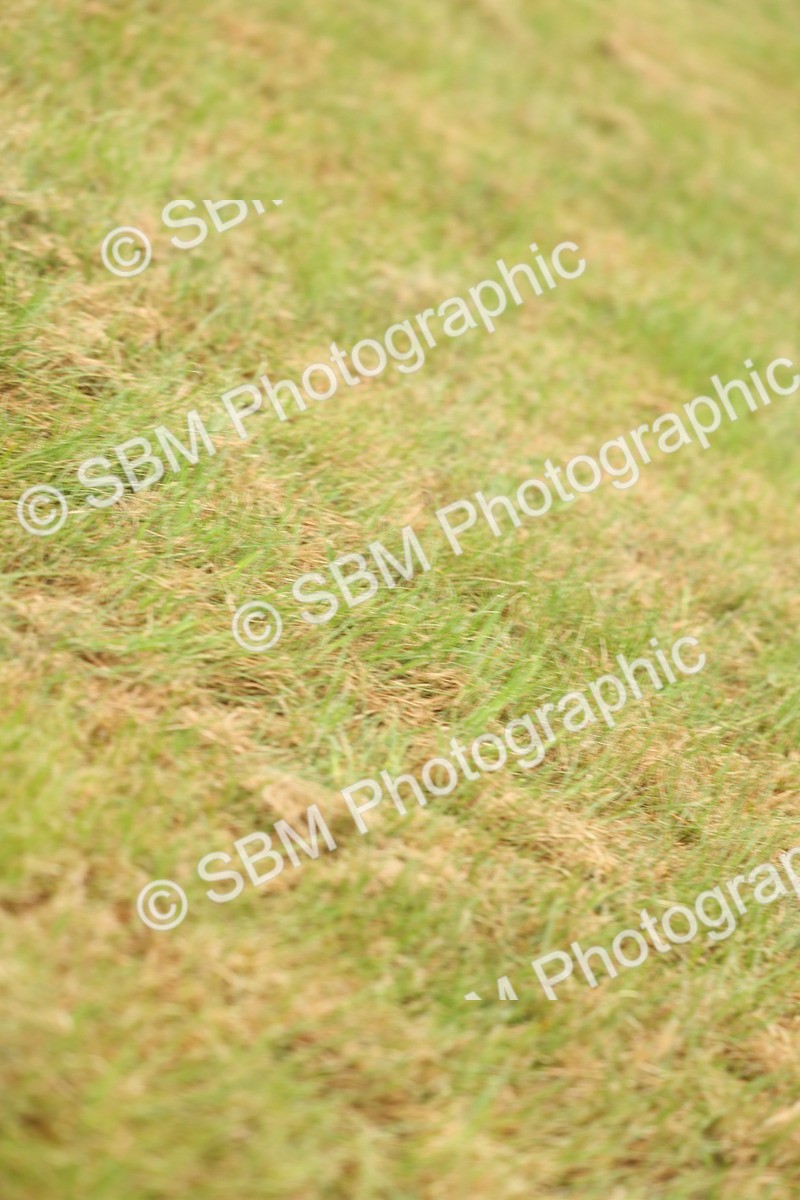 SBM_02248 - Class 50-57 - M&M Welsh Pony In Hand