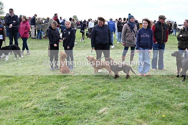 WJ6_8749 - Class 8 Best Working / Gun Dog or Bitch