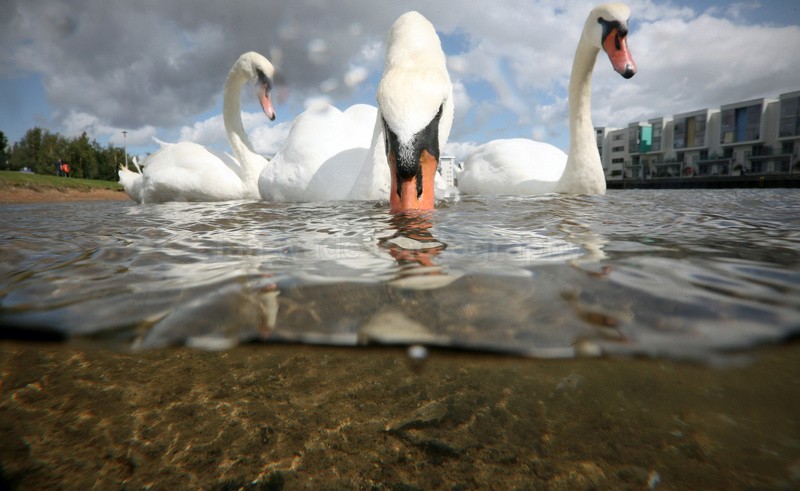 Urban Swans in Bristol Marina_0012 - Birds, swans and gulls