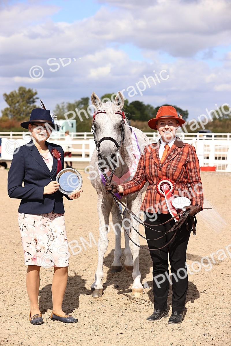 SBM_14409 - Class 412 - Handsomest Gelding (IH or Ridden)Adult