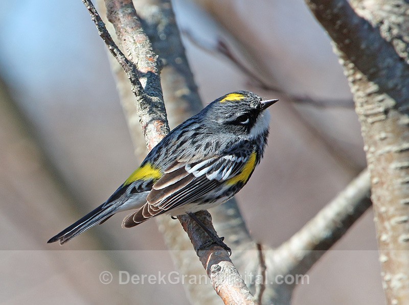 Yellow-rumped Warbler (male) - Birds of Atlantic Canada