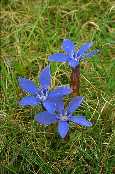 Spring Gentian - Plants