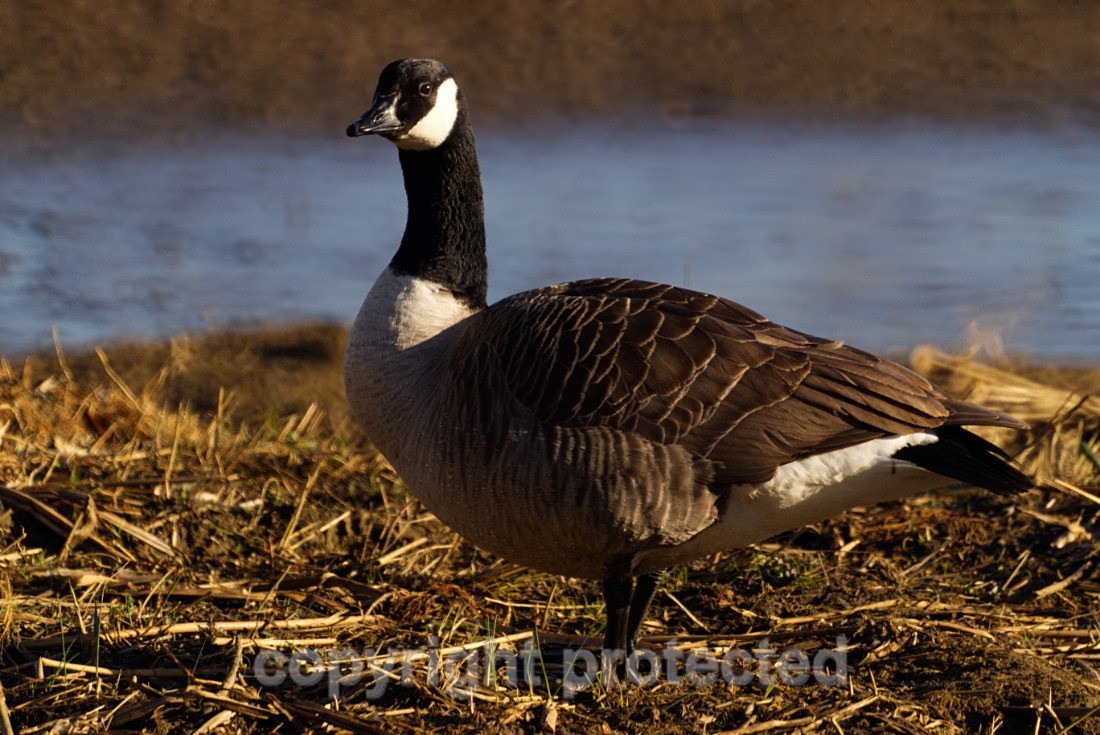 Canada Goose - Lackford Lakes - Suffolk - Birds
