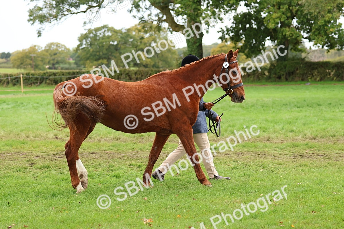 SBM_41693 - S26 - Mature Veteran In Hand