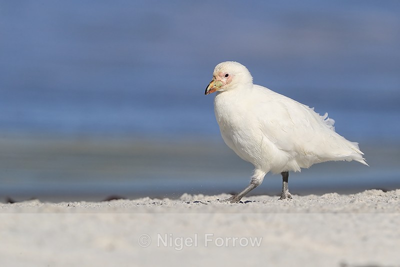 Snowy Sheathbill walking on beach, Sea Lion Island, Falklands - Snowy Sheathbill