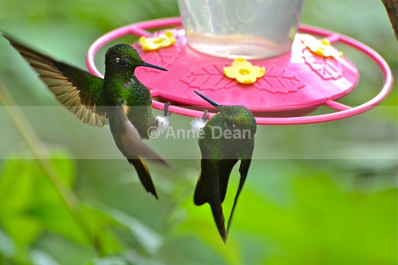 I was here first! - Wildlife of Ecuador