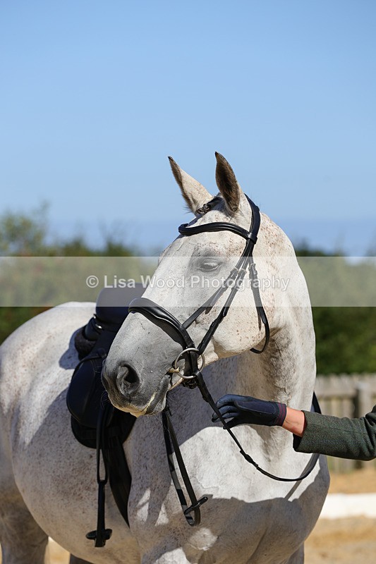 1X9A7803 - Class 9: Open Ridden Hunter