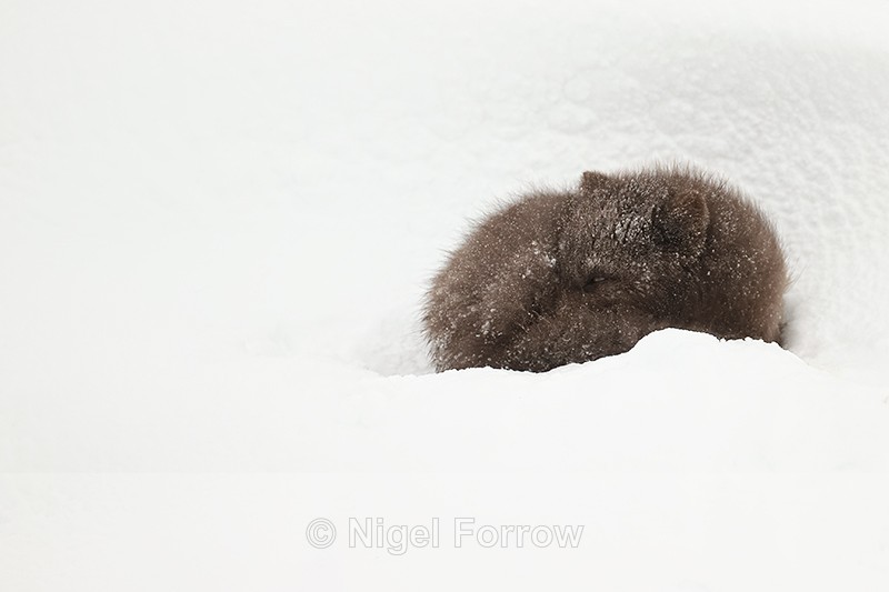 Arctic Fox curled up tightly in snow hollow, Hornstrandir, Iceland - Arctic Fox