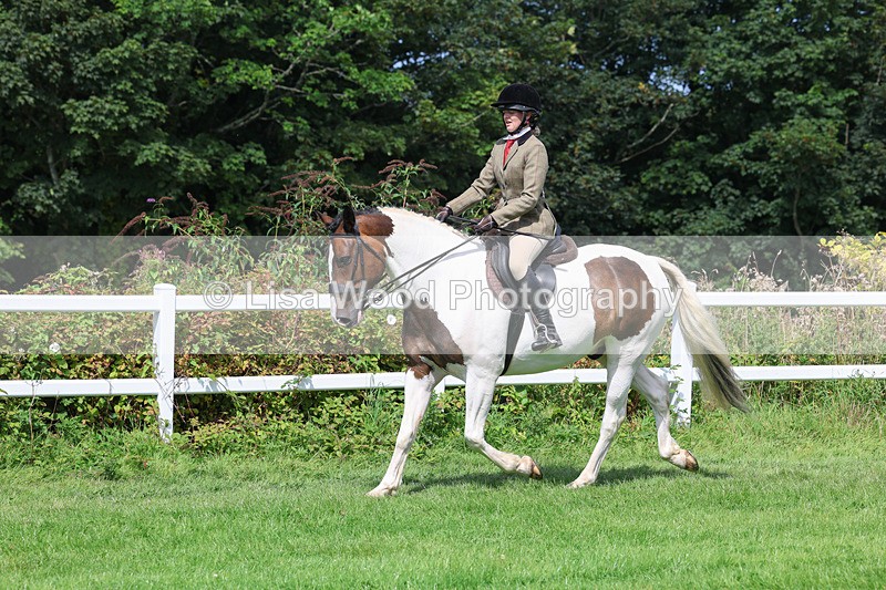 3E7A8681 - Class 5: Working Show Horse