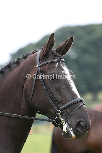 JMB_4440 - Morecambe Bay Riding Club July 2011 - Ridden Showing/Dressage