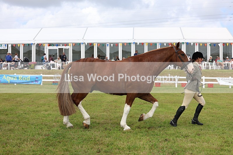 3E7A0385 - Class 6: Rising Star Maxi Cobs