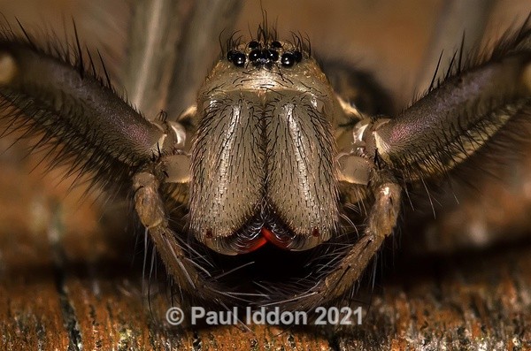 Spider's Jaws! - Macro