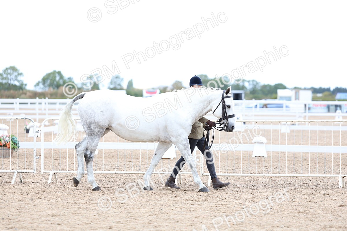 SBM_05684 - Class 28 - IH Veteran Horse