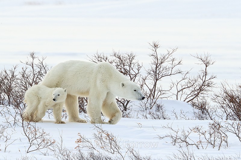 Polar Bear young cub & mother, Churchill, Canada - Polar Bear