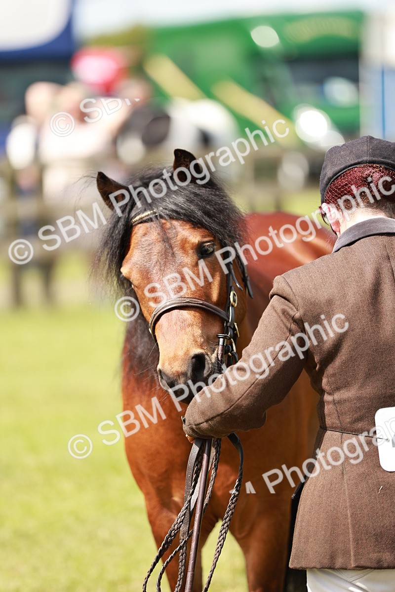 SBM_02525 - Class 14-23 - Mountain & Moorland In Hand Non Welsh