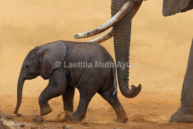 _84Y1131 Amboseli - Elephants