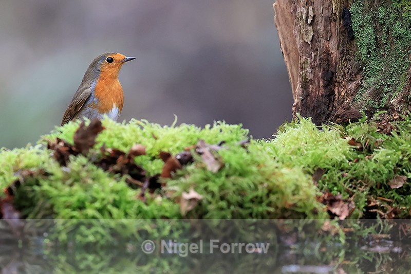 European Robin at reflection pool, Otterbourne, Hampshire - Robin