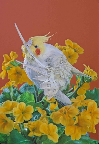Lutino Cockatiel - ANIMALS