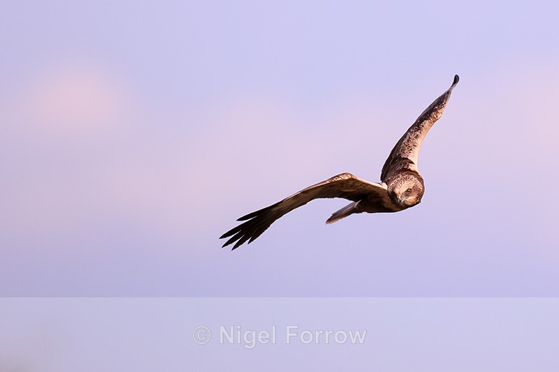 Male Marsh Harrier hunting, Montgai, Spain - Marsh Harrier