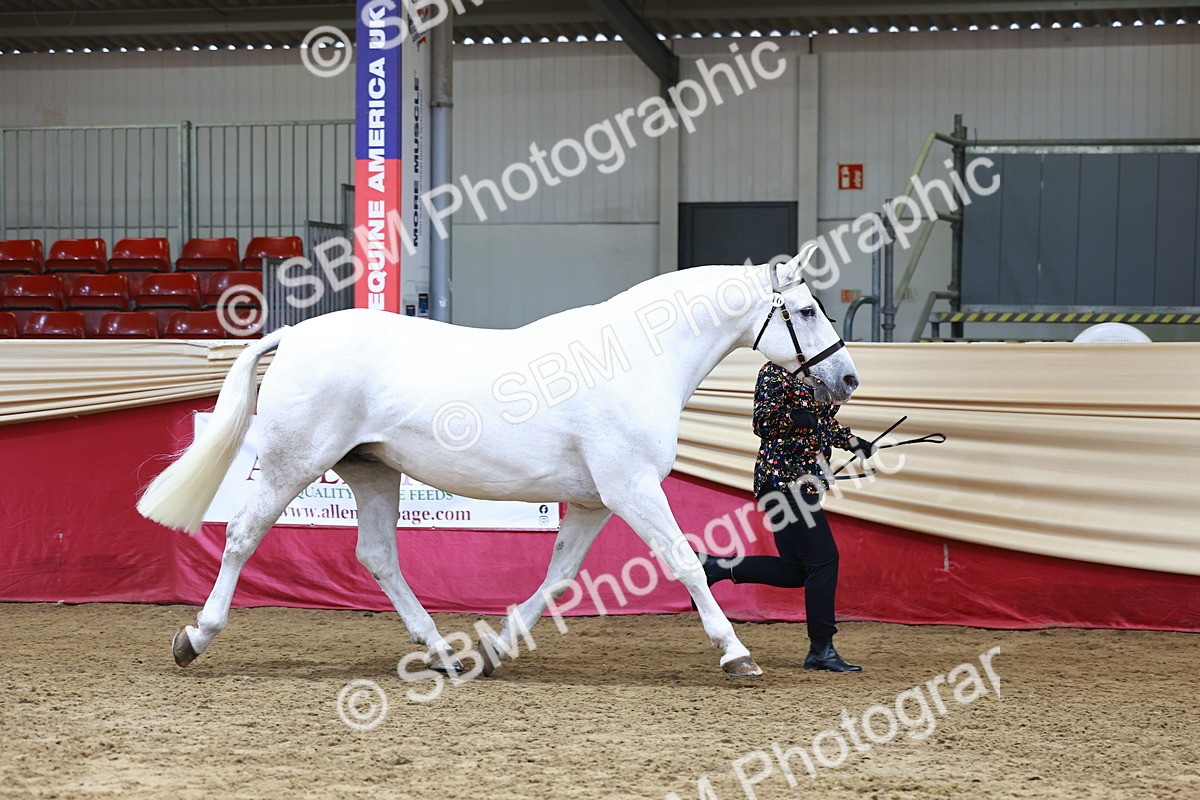 SBM_23069 - Class 903 - Supreme Final - IH Pre Vet