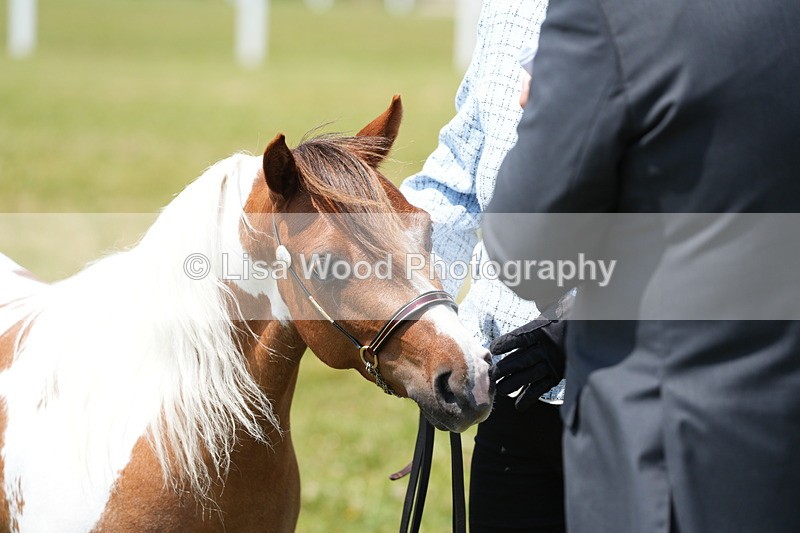 DSC06599 - Class 57: Miniature Horse 4yrs & over