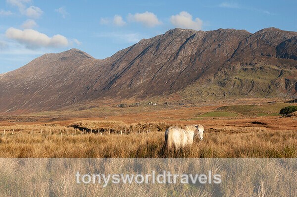 Gray Mare in Connemara on Wild Atlantic Way, Ireland - IRISH FARM ANIMALS