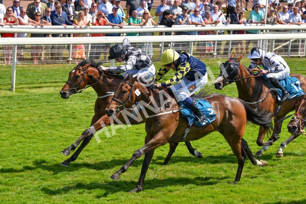 160623-Race 2-Celestial Flight-6175 - Race 2 2.25pm SKF Rous Selling Stakes