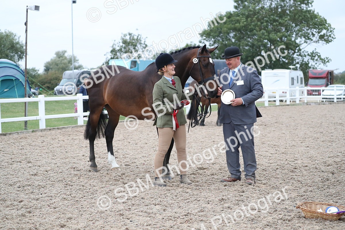 SBM_18407 - Class 318 IH Part bred Horse/Pony