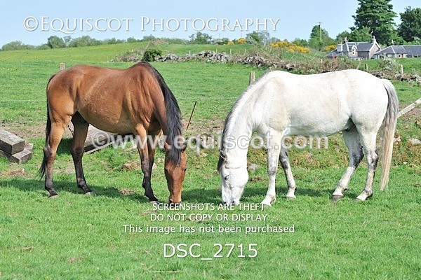 DSC_2715 - ARCHIVE REQUEST - Quincy and Guinness