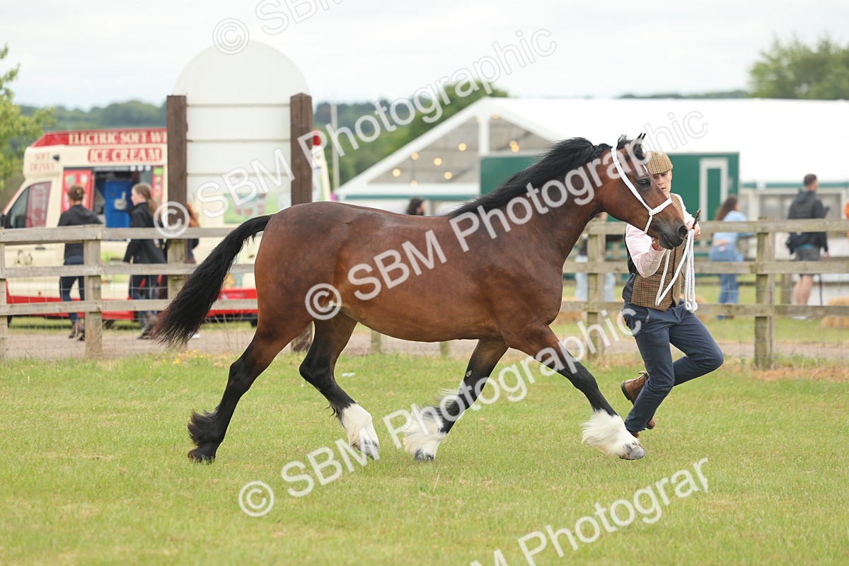 SBM_04814 - Class 50-57 - M&M Welsh Pony In Hand