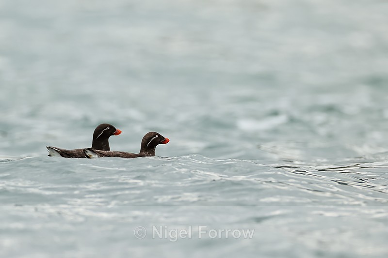 Parakeet Auklets, Duck Island, Alaska - Parakeet Auklet