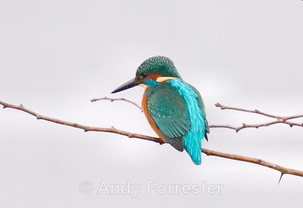 Kingfisher - Birds