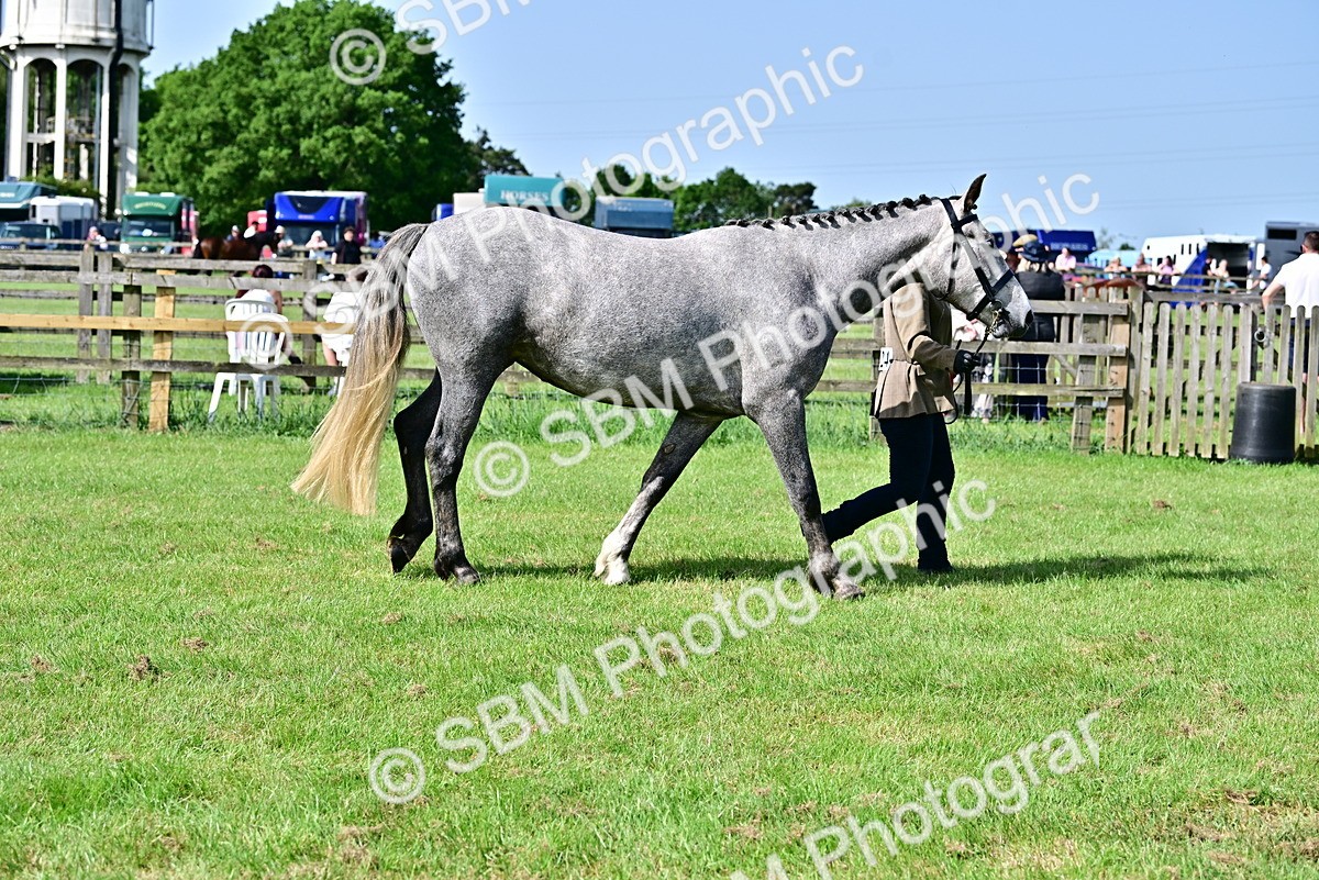 SBM_03354 - Class 50 - 54 Light Horse Breeding