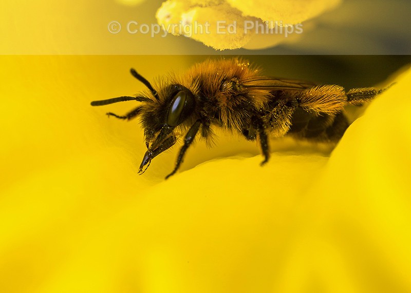 Andrena bicolor (f)