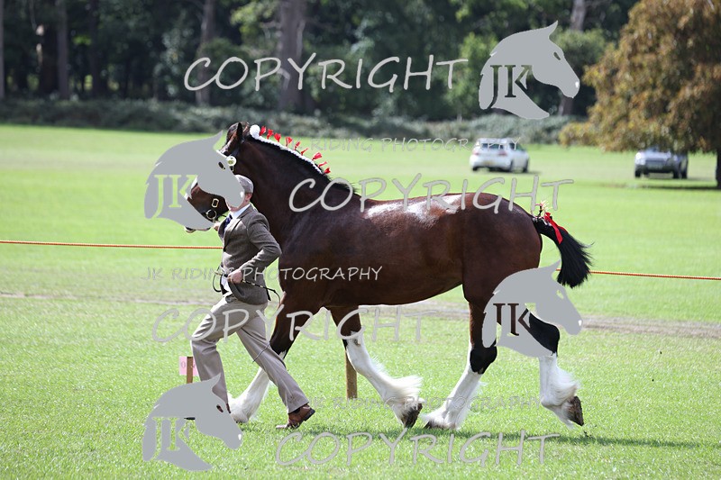 APP_3404 - Class 5 In Hand Championship