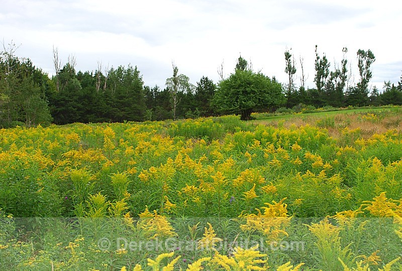 Goldenrod - Flora