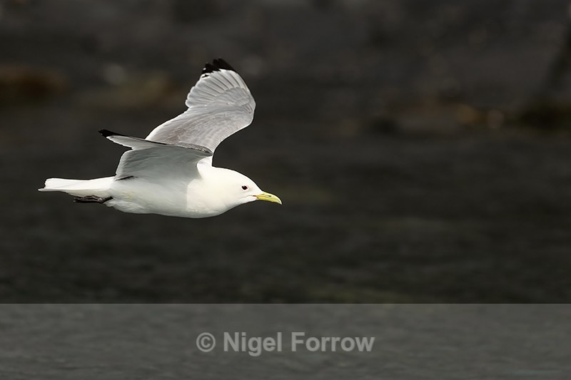 Close fly-past of Black-legged Kittiwake, Whittier, Alaska - Black-legged Kittiwake