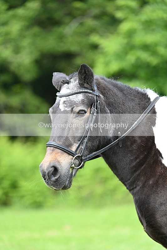 WJ7_1653 - Class 11 Condition & Turnout