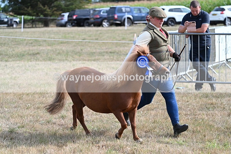 WJ7_8140 - In-hand Championship