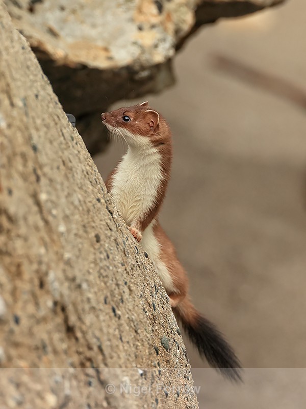Stoat showing black tail-tip, Duck Island, Alaska - Stoat