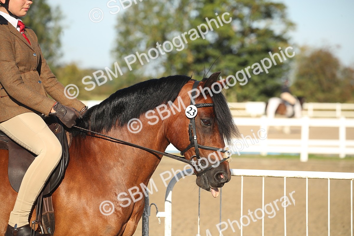 SBM_11487 - Class 502 - Riding Club Horse