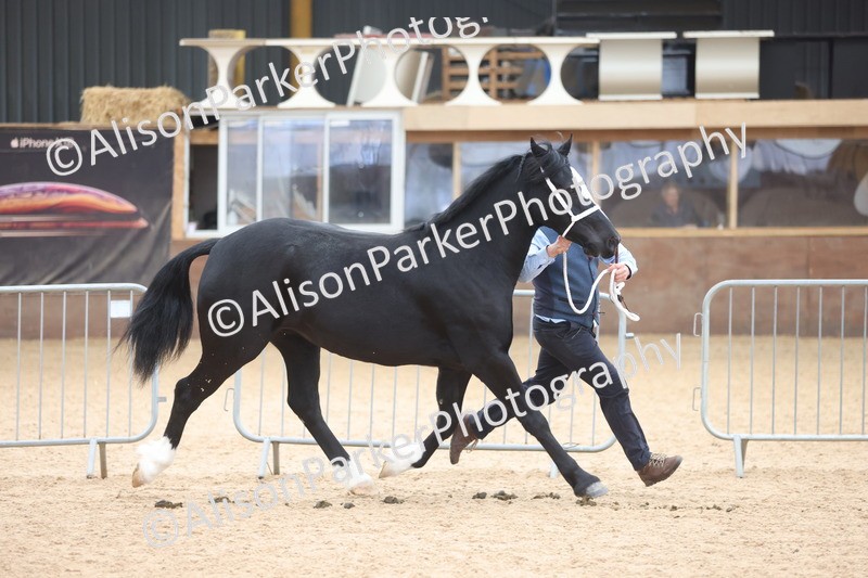 20251109-1146 - Championship