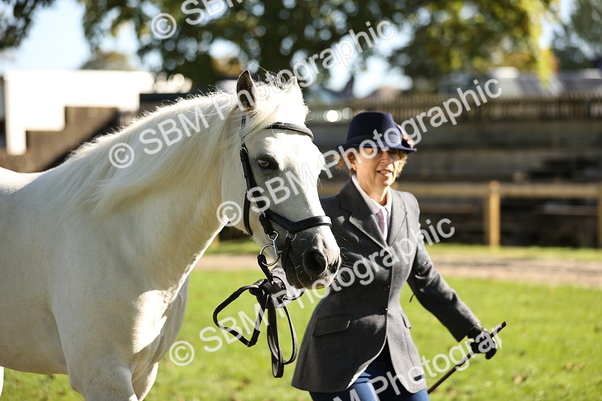 SBM_15920 - S1 - TSR in Hand Horse & Pony Showing