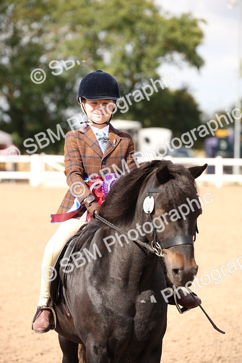 SBM_03443 - Class 18 Handsomest Gelding (IH or Ridden)