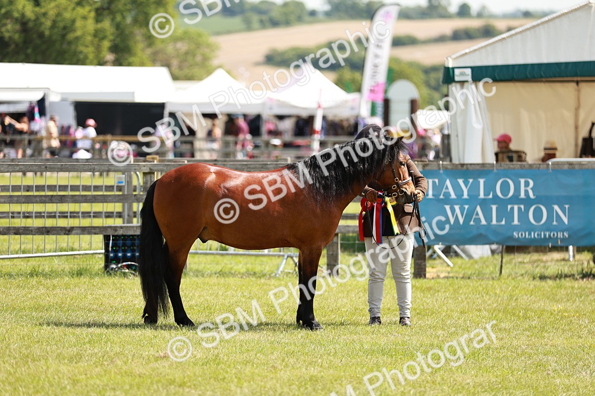 SBM_02516 - Class 14-23 - Mountain & Moorland In Hand Non Welsh