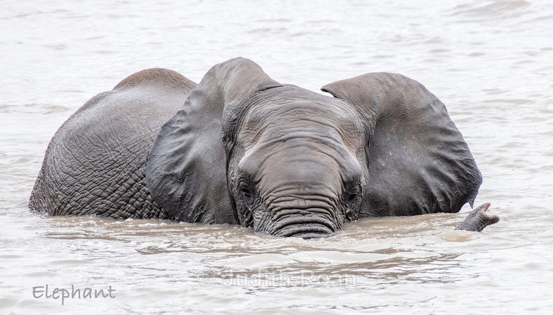  - South Africa Birds and Mammals