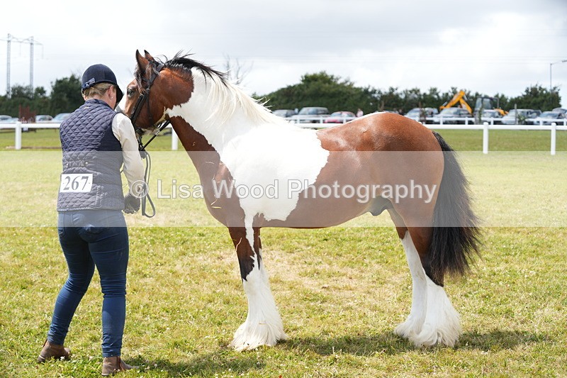 DSC06750 - Class 58: Coloured Pony Youngstock