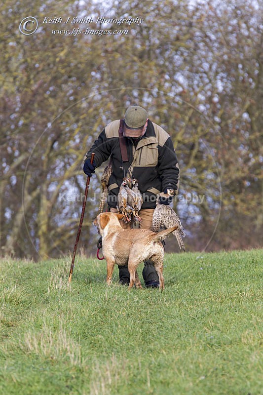 6KJS4030 - Working Dogs