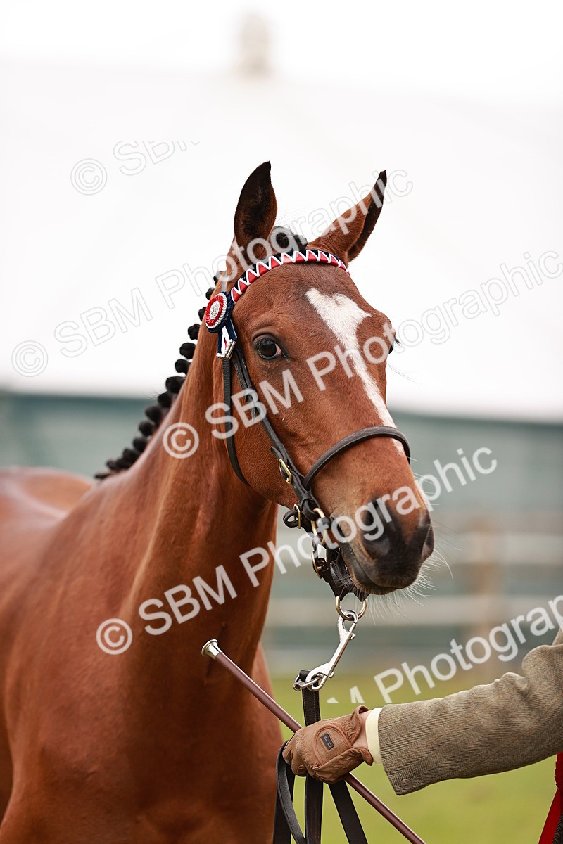 SBM_01726 - Class 31-34 Hack Breeding